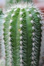 Close up outdoors cactus view