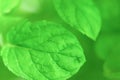 Close up outdoors shot of peppermint leaves