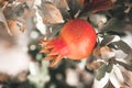 Close up outdoors shot of pomegranate ripening on a pomegranate-tree - Croatia, island Brac Royalty Free Stock Photo