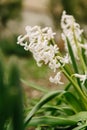 Close up outdoors vertical shot of white spring flowers named Hyacinth. Royalty Free Stock Photo