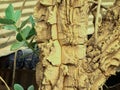 Close-up of the outer bark (rhytidome) of an old tree