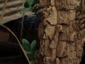 Close-up of the outer bark (rhytidome) of an old tree