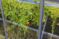 Close up outside view of greenhouse with tomato bushes growing there. Royalty Free Stock Photo