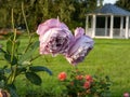 Lavender rose 'Novalis' with multi layered mauve flowers in bright sunlight in green garden Royalty Free Stock Photo