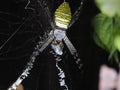 Close-up Of Oval St Andrew\'s Cross Spider