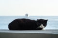 Street cat sleeping peacefully over a wall, peaceful Atlantic ocean blue water with a liner at the horizon, Madeira island, Portug Royalty Free Stock Photo