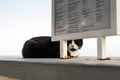 Close up over a black and white street cat sleeping peacefully over a wall, under a restaurant menu