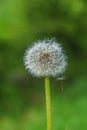 Close up of an overblown dandelion flower Royalty Free Stock Photo