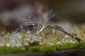 Close up with overblown dandelion, rain drops and moss Royalty Free Stock Photo