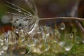 Close up with overblown dandelion, rain drops and moss