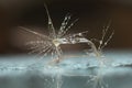 Close up with overblown dandelion, rain drops and reflections Royalty Free Stock Photo