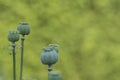 Close up of overblown poppies, view of green seed capsules of poppies.