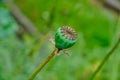 Close up of overblown poppies, view of green seed capsules of poppies. Nature theme.