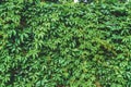 Close-up, overgrown wall of green ivy with leaves Royalty Free Stock Photo