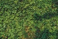 Close-up, overgrown wall of green ivy with leaves Royalty Free Stock Photo