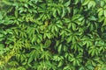 Close-up, overgrown wall of green ivy with leaves Royalty Free Stock Photo