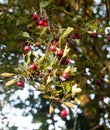 Close up of overhead hanging hawthorns outside on tree summer au