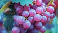 A close up overhead view of a bunch of grapes Royalty Free Stock Photo