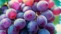 A close up overhead view of a bunch of grapes. Royalty Free Stock Photo