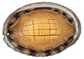 Close-up overhead view of a colorful abalone shell\'s iridescent interior showcasing intricate patterns and texture Royalty Free Stock Photo