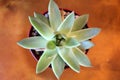 Close Up Overhead View of Echeveria Succulant Plant Royalty Free Stock Photo