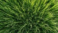 Close-up overhead view of lush green grass covered in dew drops 20251228 Royalty Free Stock Photo