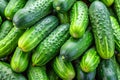 Abundant Pile of Fresh Green Cucumbers with Bumpy Texture and Vibrant Color gherkins pickles Royalty Free Stock Photo