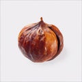 Single Roasted Chestnut With Dark Brown Shell and Stem on White Background Royalty Free Stock Photo