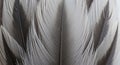 Close-up of overlapping bird feathers, displaying Royalty Free Stock Photo