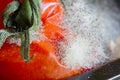 Close up of an overripe tomato covered in fungal spores