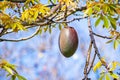 Close up of the ovoid fruit pod of the Silk Floss tree Ceiba speciosa, San Diego, California