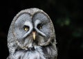 Close up of the owl appearing annoyed Royalty Free Stock Photo