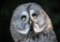 Close up of the owl appearing surprised