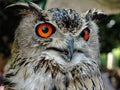 close-up of owl with big orange eyes Royalty Free Stock Photo