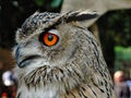 close-up of owl with big orange eyes Royalty Free Stock Photo