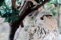 Close up of a Owl, bird portrait Royalty Free Stock Photo