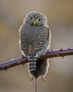 Close-up of an owl on a branch, watching gaze, sharp, gray color, daytime, awake