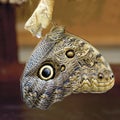 Close up of owl butterfly Royalty Free Stock Photo