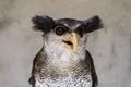 Close-up of an owl with a crazy and funny face expression Royalty Free Stock Photo
