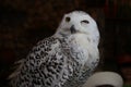 Close-up owl in dark back ground Royalty Free Stock Photo