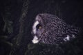 close-up of owl in forest Royalty Free Stock Photo
