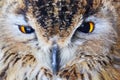 Close-up owl head Royalty Free Stock Photo