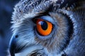 Close Up of Owl With Orange Eyes Royalty Free Stock Photo