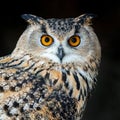 Close up owl portrait Royalty Free Stock Photo