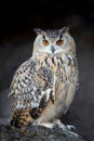 Close up owl portrait Royalty Free Stock Photo