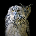 Close up owl portrait on dark background Royalty Free Stock Photo