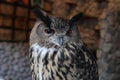 Close-up owl in rock castle atmosphere Royalty Free Stock Photo
