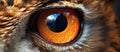a close up of an owl s eye with a black pupil