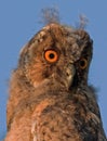 Close-up of owlet in the sunset light Royalty Free Stock Photo