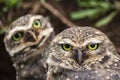 Close Up Owls looking at the camera - Athene cunicularia Royalty Free Stock Photo